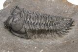 Coltraneia Trilobite Fossil - Huge Faceted Eyes #216506-3